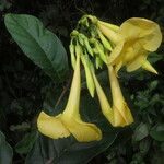 Odontadenia semidigyna Flower