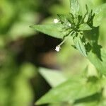 Epilobium roseum Flower