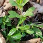 Galium verrucosum Bark