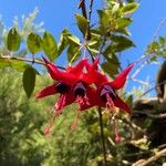 Fuchsia regia फूल