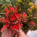 Kalanchoe blossfeldiana花