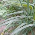 Hordeum jubatum Leaf