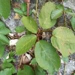 Rubus echinatus 葉
