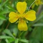 Potentilla erectaBlüte