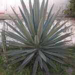 Agave fourcroydes Листок