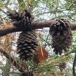 Pinus rigida Fruit