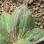 Androsace maxima Likasa