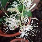 Sansevieria metallica Flower