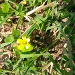 Oxalis exilis Flower