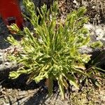 Plantago weldenii Leaf