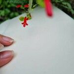 Russelia sarmentosa Çiçek