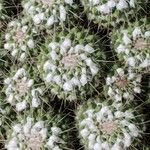 Mammillaria compressa برگ