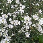 Cerastium tomentosum 花