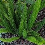 Asparagus densiflorus Leaf