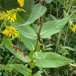 Silphium integrifolium পাতা