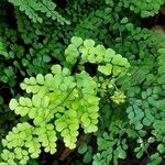 Adiantum venustum Folha