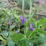 Stachytarpheta indica Blomst