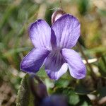 Viola rupestris ᱵᱟᱦᱟ