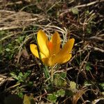 Crocus chrysanthus Bloem