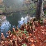 Taxodium distichum Kůra