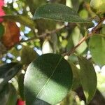 Camellia japonica Blatt