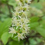 Itea virginica Flower