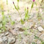 Centaurium pulchellum Агульны выгляд