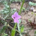 Erodium botrys Flor