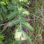 Amorpha canescens Лист