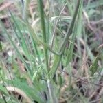 Bromus hordeaceus Foglia