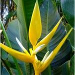 Heliconia angusta Flor