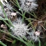 Hieracium maculatum Fruchs