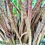 Cyrtosperma johnstonii Kabuk