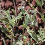 Penstemon anguineus Habitat