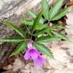 Cardamine glanduligera Flors