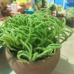 Crassula muscosa Листок