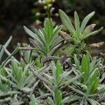 Lavandula angustifoliaList