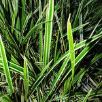 Carex morrowii 葉