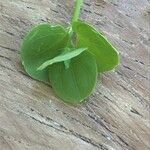 Drymaria cordata Leaf