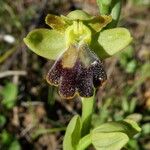 Ophrys fusca Blodyn