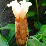 Costus spiralis Floare