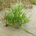 Salicornia procumbens Характер