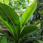 Philodendron insigne Folha