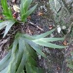 Oberonia disticha Yaprak