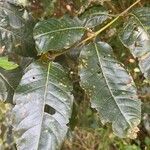 Harungana madagascariensis Hoja
