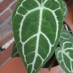 Anthurium crystallinumLeht