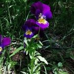 Viola tricolorFlor