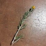 Tetradymia filifolia Цвят