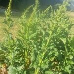 Chenopodium bonus-henricus Leaf