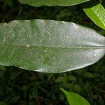 Clarisia racemosa Лист